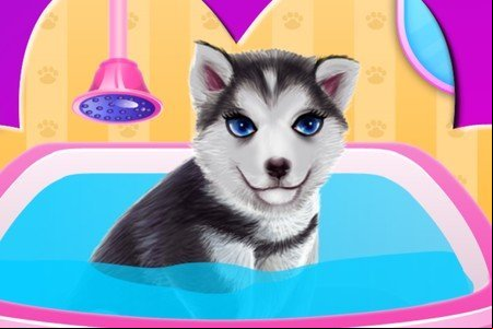 Husky Puppy Spa Salon