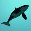 Killer Whale Game